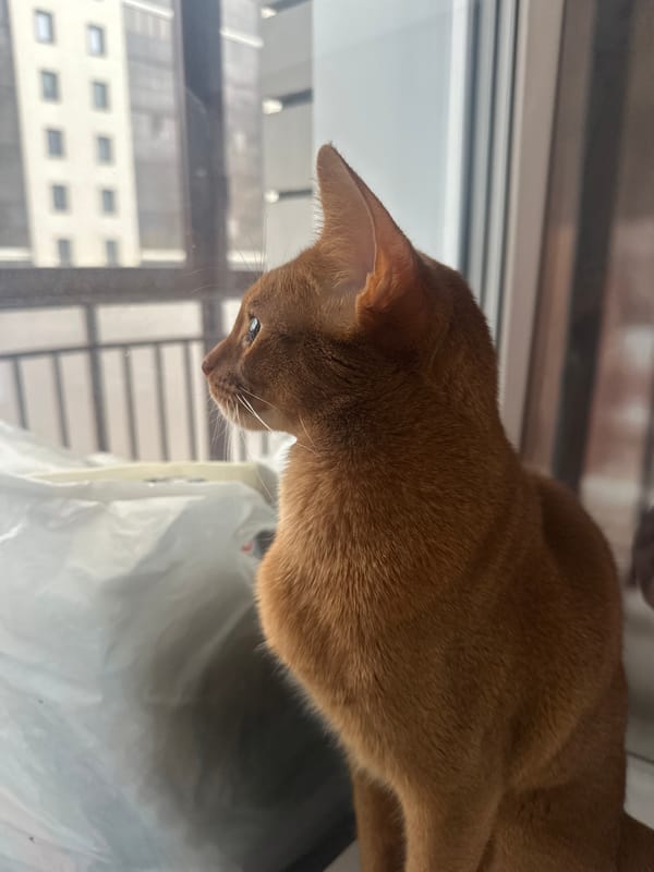 Orange cat interacts with woman in Kazan apartment