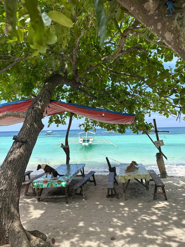 Lazy morning on a Panglao beach with boats and dogs