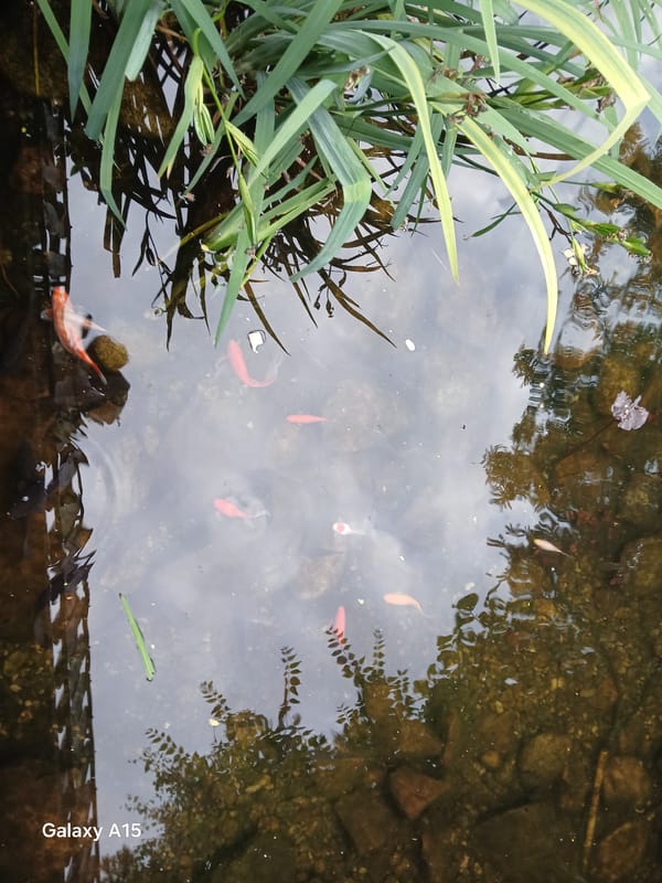 Witness documents garden pond, buildings, flora in Krakow afternoon