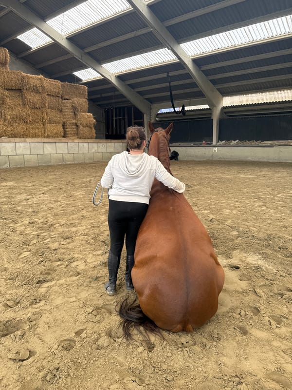 Woman bonds with horses at Belgian equestrian facility