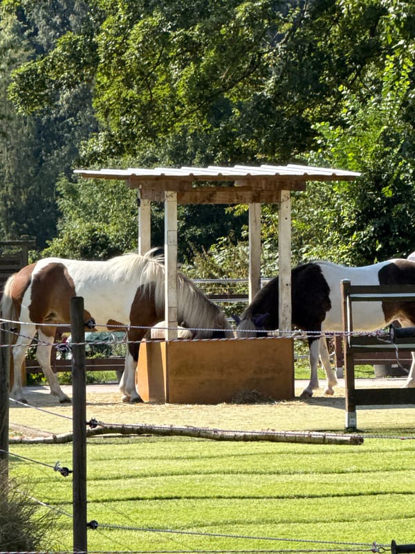 Morning at Walkenried Abbey ruins with dogs and animals