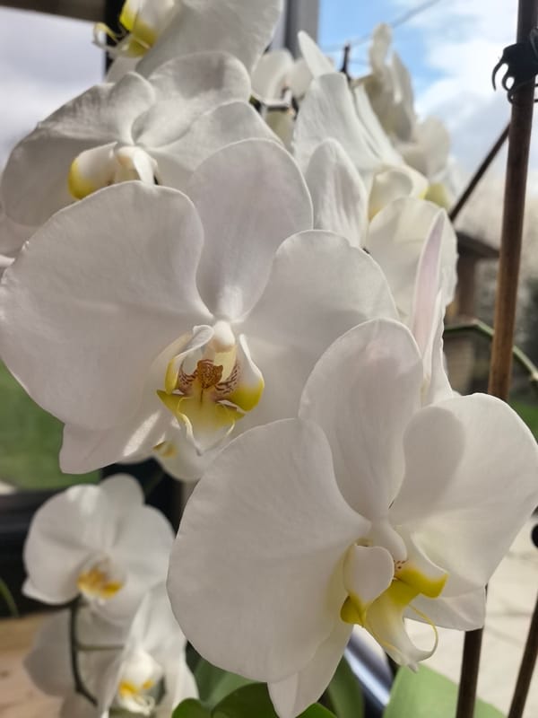 Witness documents flowers and architecture in morning photography session