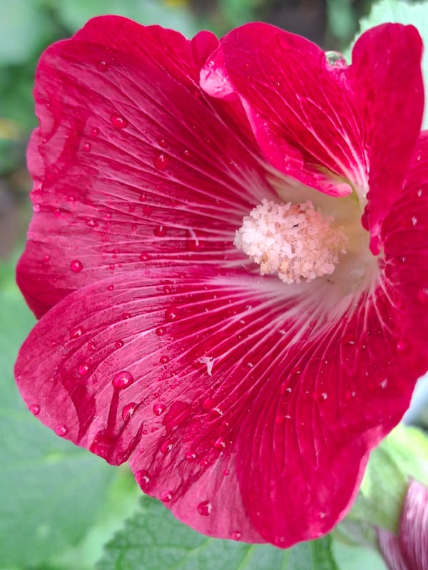 Afternoon in Chaikovsky: selfies, wet flowers, and outdoor sculpture