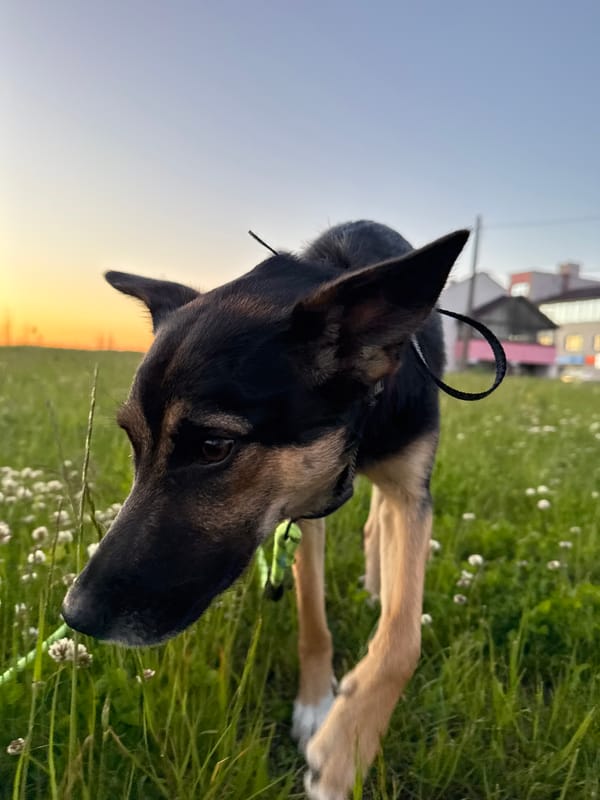 German Shepherd walked through clover field during Minsk sunset