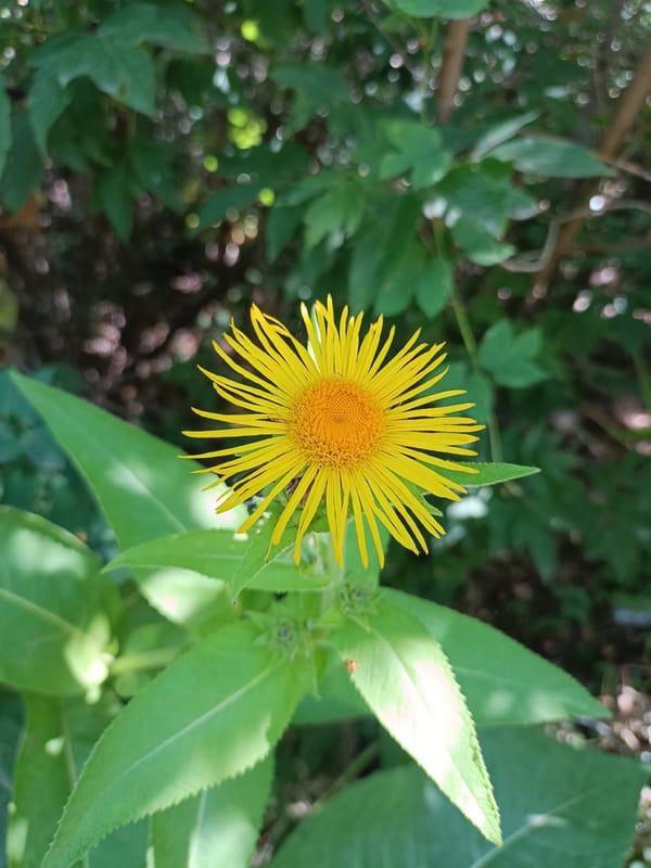 Yellow flower in sharp focus, green bokeh background, Bataysk