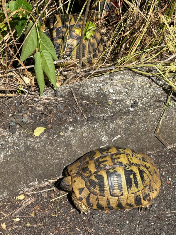 Mediterranean tortoises spotted moving through urban Burgas streets