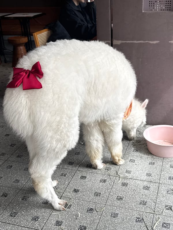 Early morning activity captured at Shanghai animal cafe