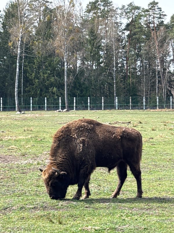 European bison, wild boars spotted in Belarus countryside