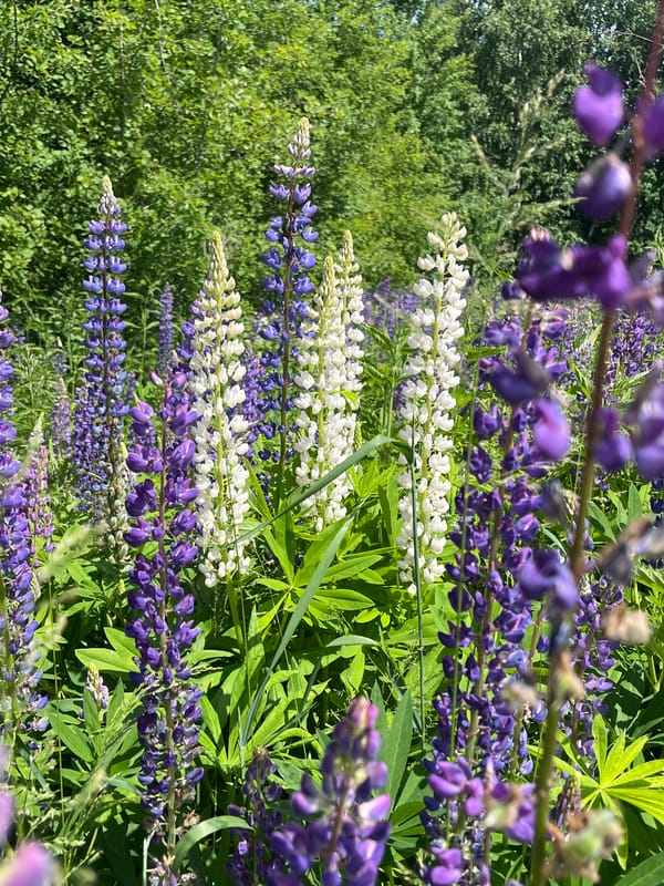 Purple lupine flowers bloom in Russian meadow