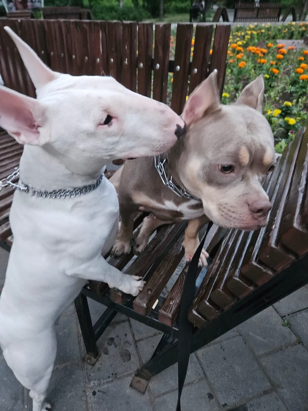 Two dogs hanging out in a Ulyanovsk park at dusk
