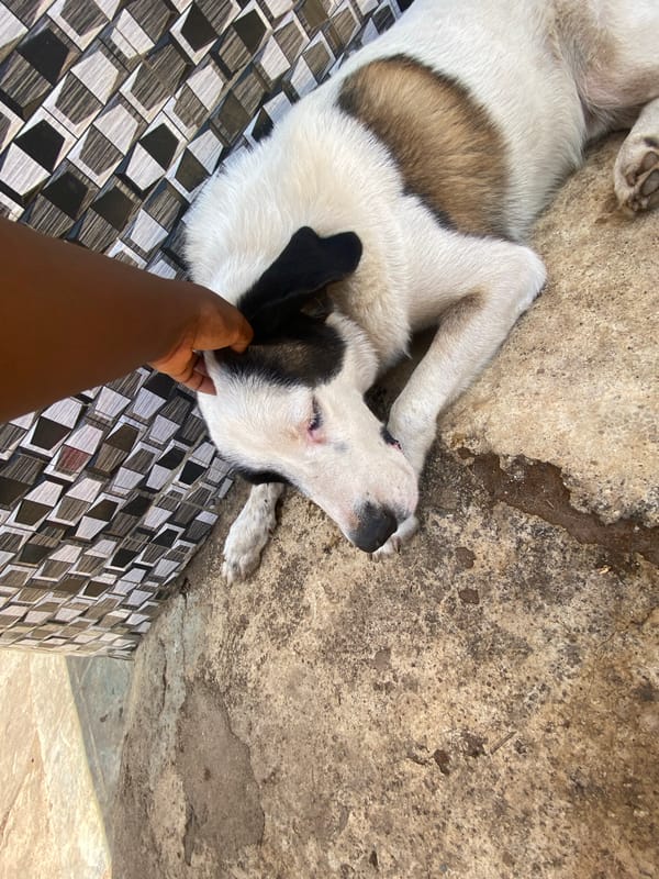 Pets play and rest outdoors in Maigizo, Nigeria
