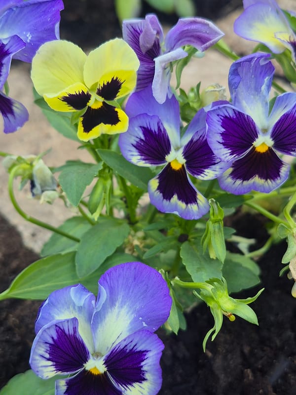 Garden flowers and plants documented in Chaikovsky, Russia