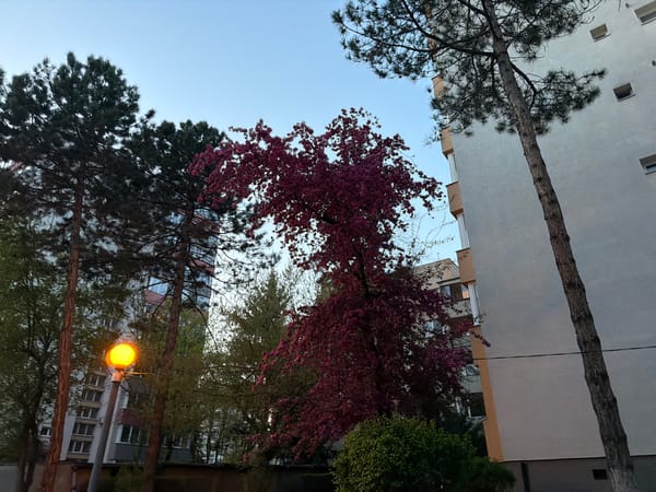 Spring blossoms observed in Târgu Mureș urban landscape