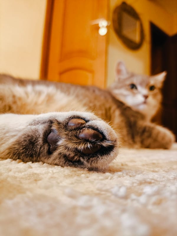 Gray tabby cat naps and lounges across an afternoon at home