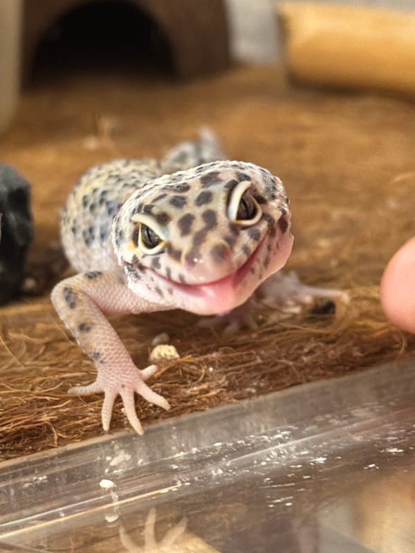 Leopard gecko photographed in habitat setup in Izhevsk, Russia