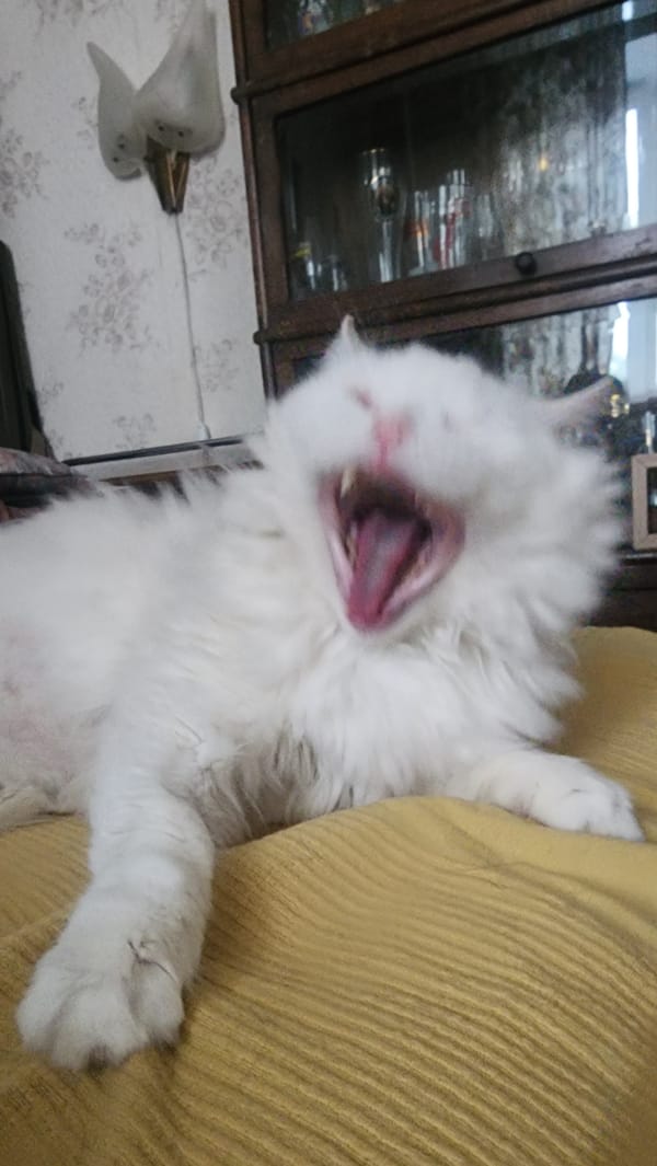 White cat and dog lounge in a Moscow apartment full of collectibles