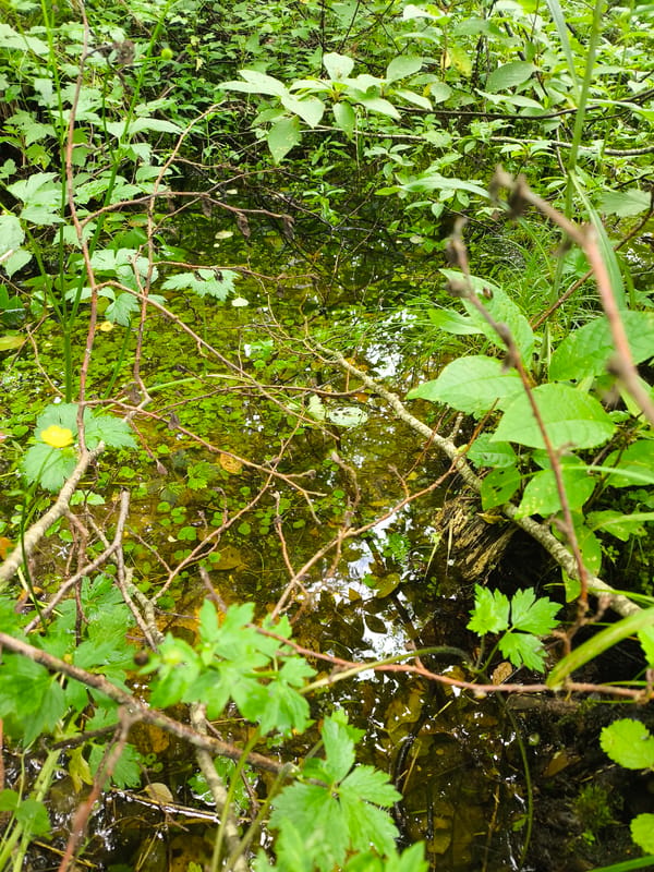 Forest walk with fungi, fallen logs, and fresh-cut timber