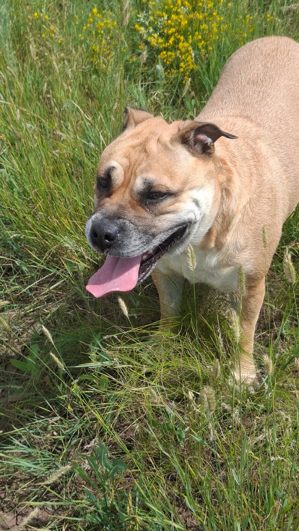 Dog exploring a wildflower meadow on a summer morning