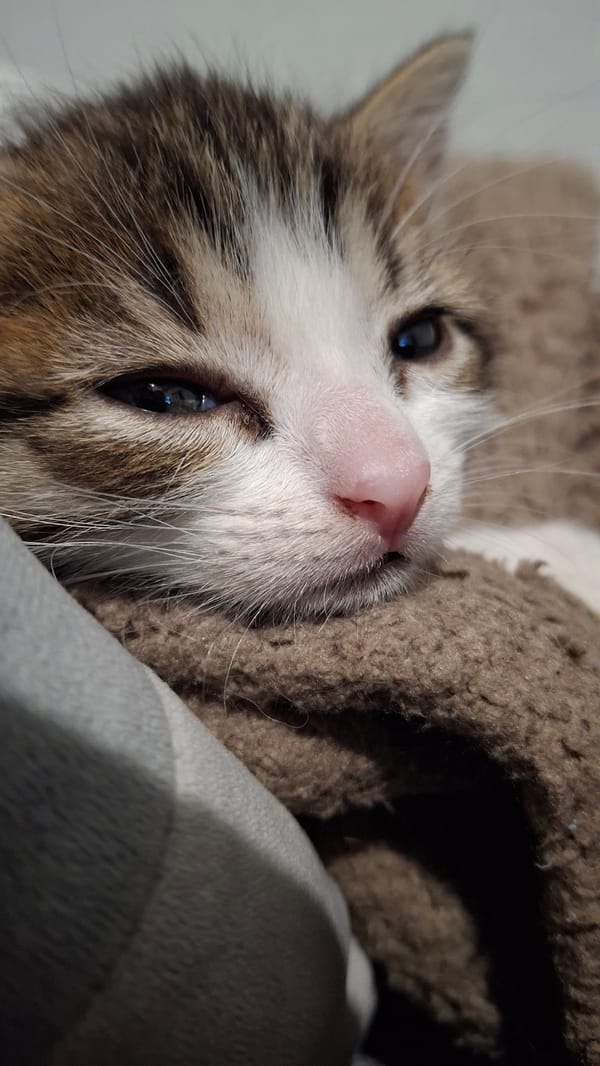 Tabby kitten relaxing on a blanket in Novosibirsk