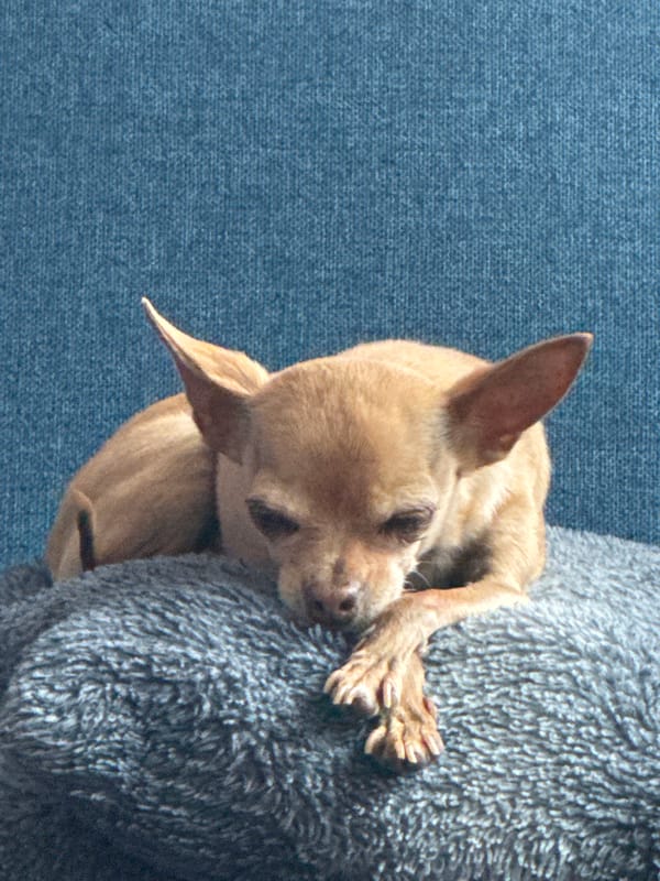 Small dogs rest on blue furniture in Mexican home