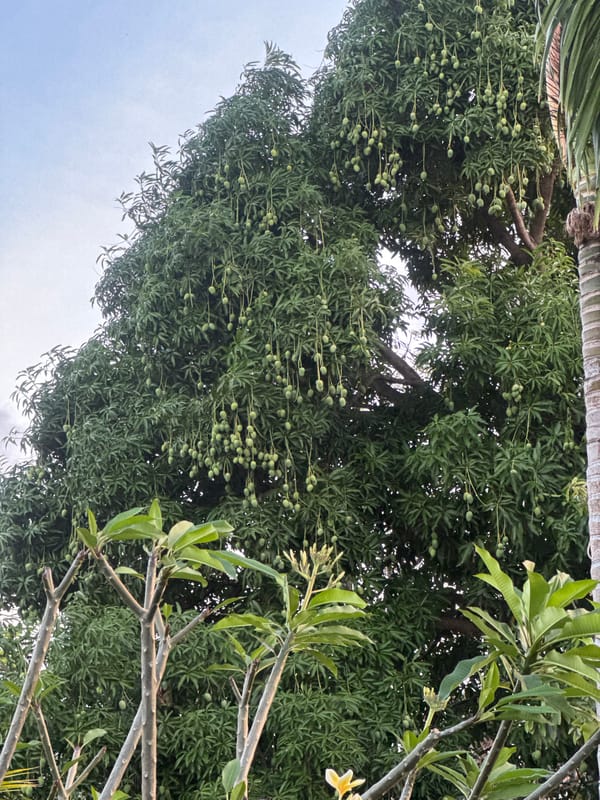 Slow morning at a North Kuta property, flora and downtime