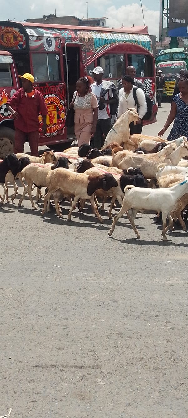 Livestock herd blocks traffic on busy Nairobi streets