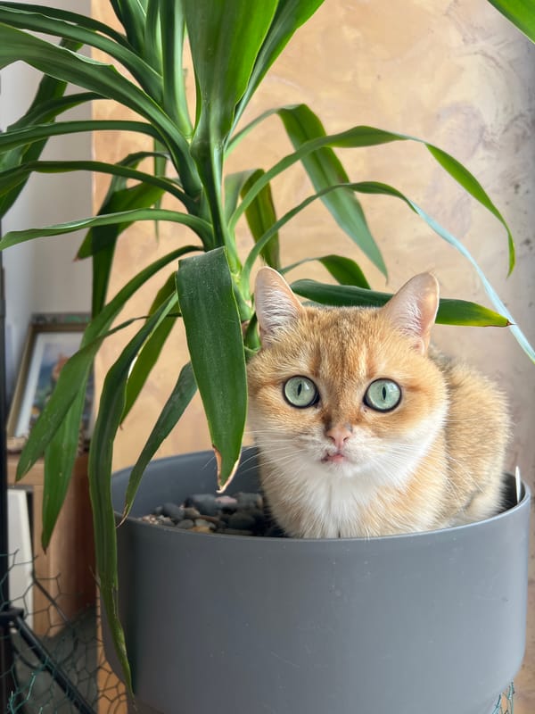 Cat and houseplants documented in Montenegro homes
