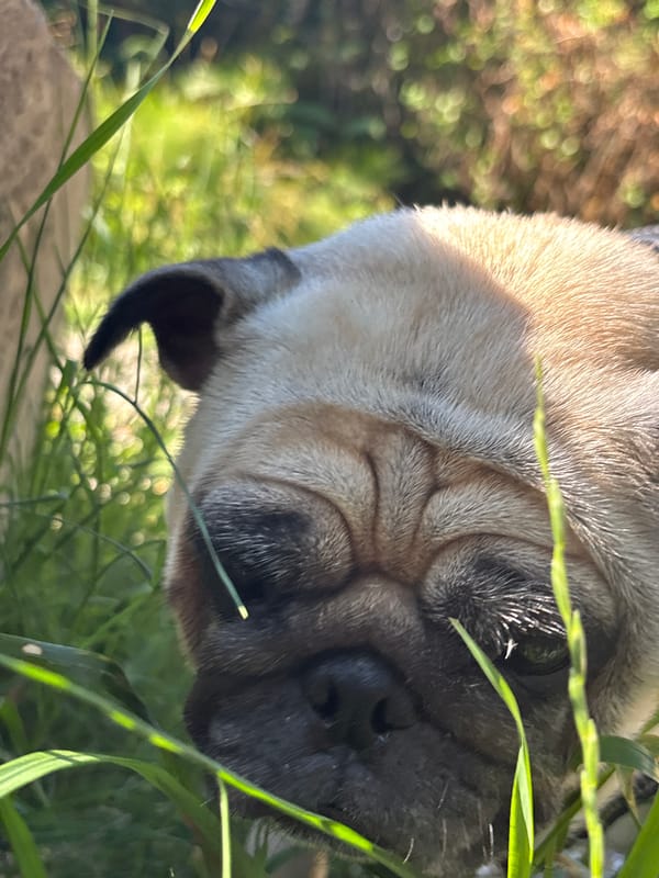 Pug walk along the Mzymta River valley, Sochi