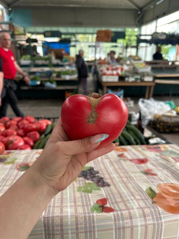 Person inspects bruised tomato at Bulgarian market stand