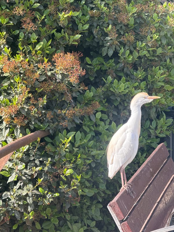 Birds gather in Barcelona park as pedestrians pass by