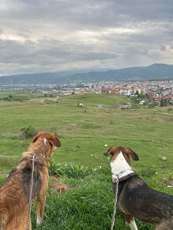 Two dogs spotted observing valley view from Bulgarian hillside