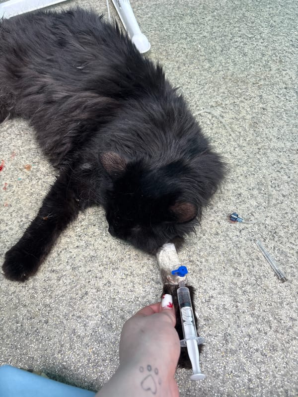 Black cat receives veterinary treatment in Izhevsk, Russia