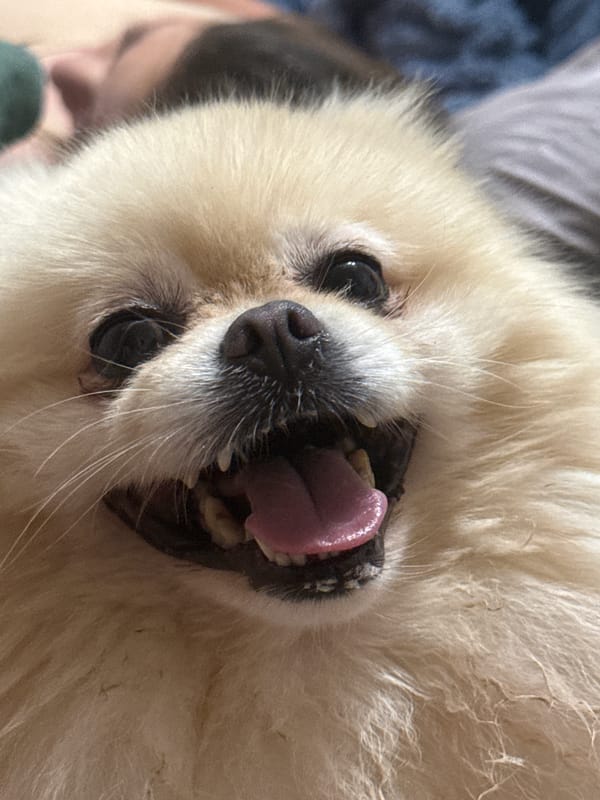 An afternoon's worth of Pomeranian photos, mostly at home.