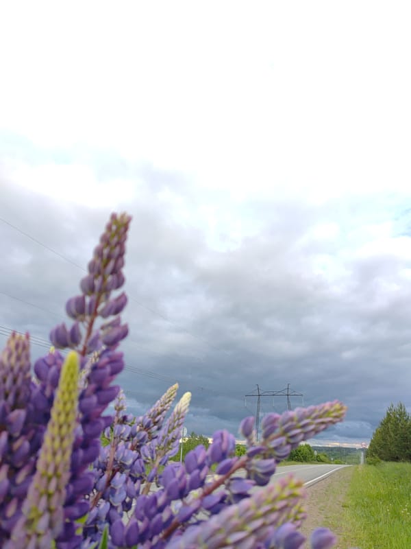 Purple lupine flowers bloom near Markovo, Russia