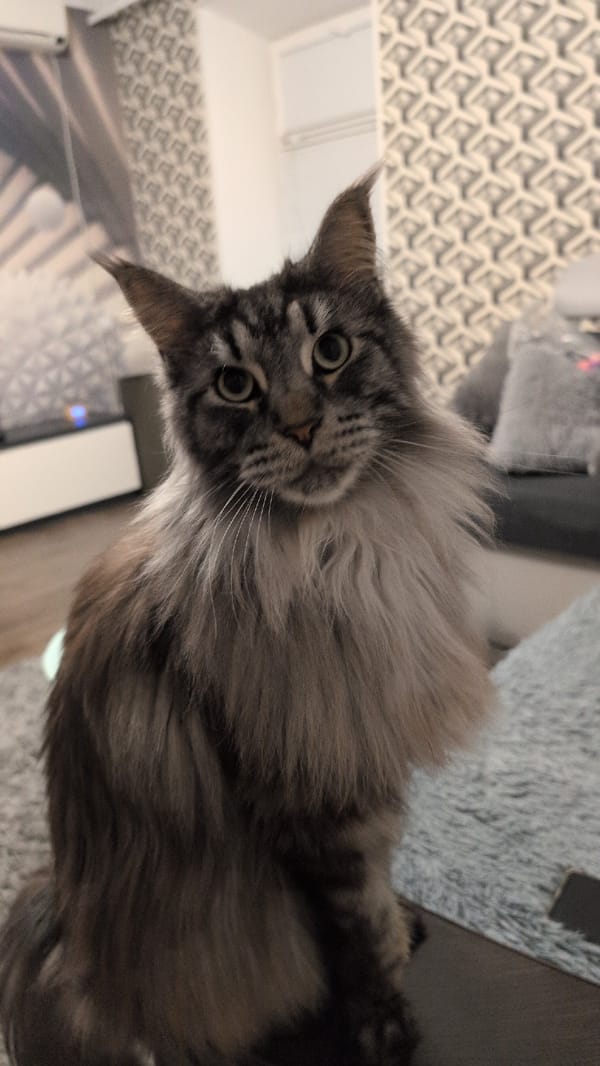 Maine Coon cat plays at home in Izmail