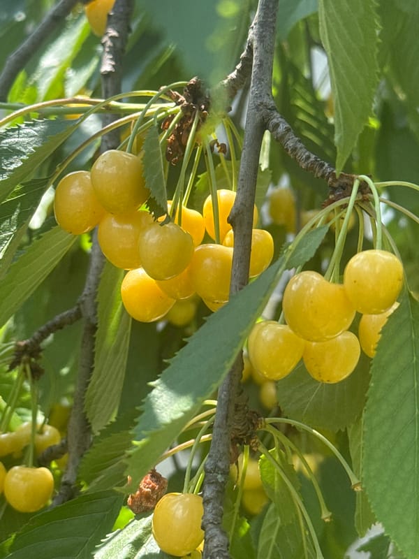 Summer fruit and resting animals at a rural Ukrainian property