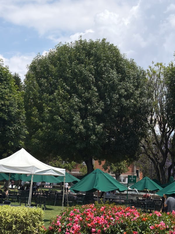 Urban outdoor event held near blooming lavender tree