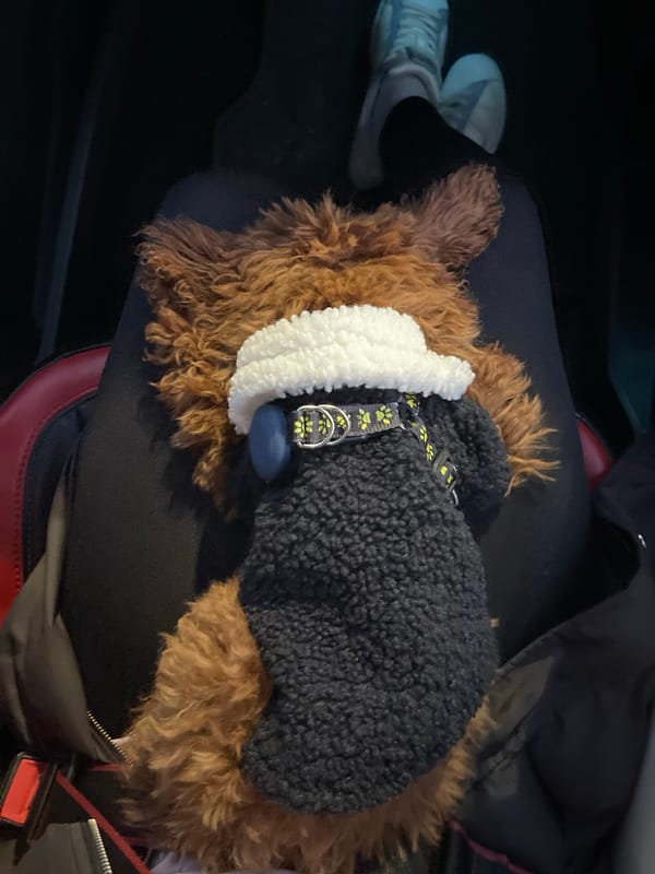 Dressed dog rests on owner's lap in Sofia