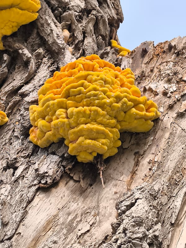 Yellow brain-like fungus spotted on tree in Alkmaar