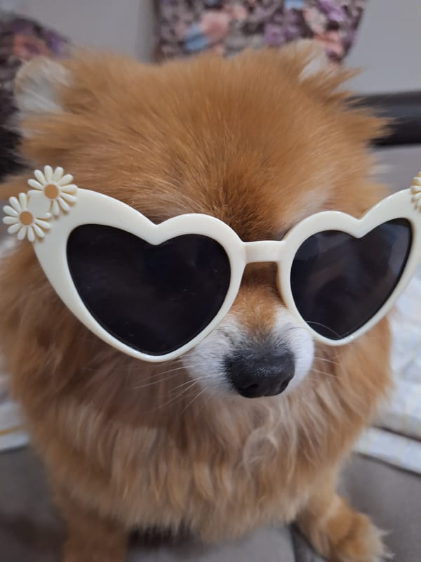 Evening photography session captures dressed dog and flowers in Bulgaria