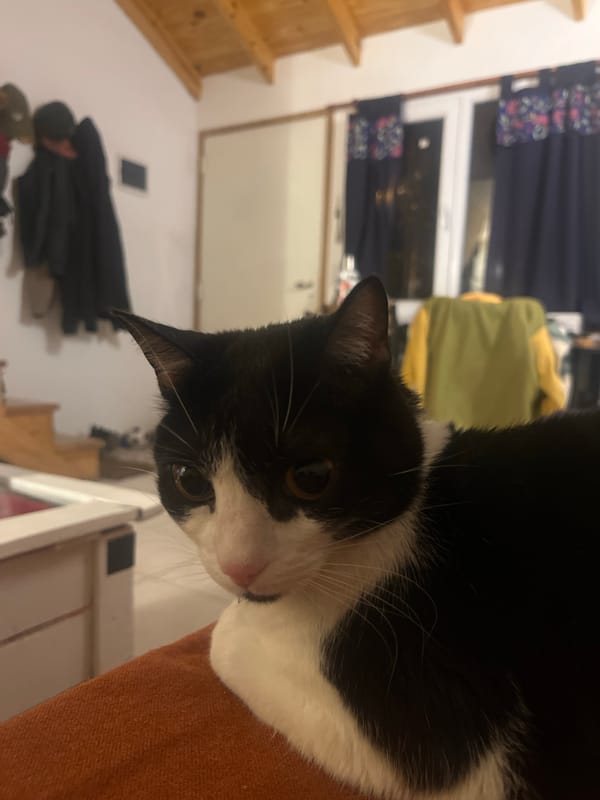 Cat rests on orange surface in Ushuaia home