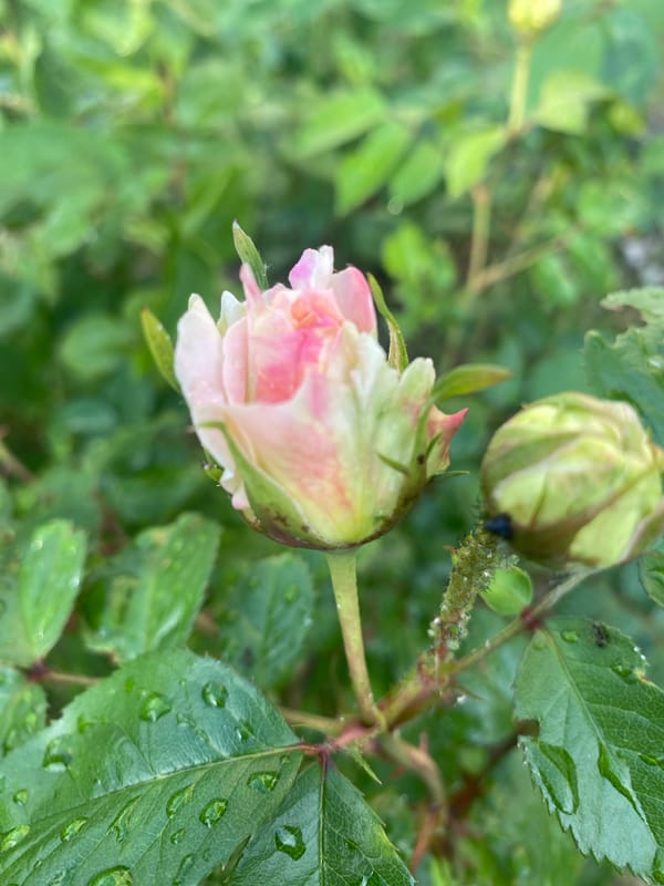 Garden flowers documented in rain-kissed Dnipro botanical collection