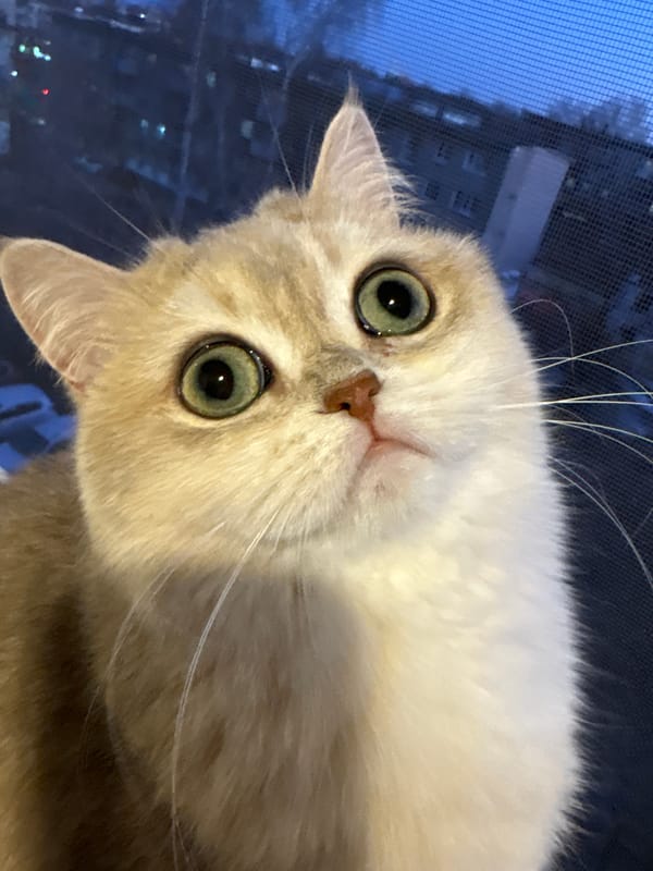 Cat watches cityscape from Chaikovsky window sill