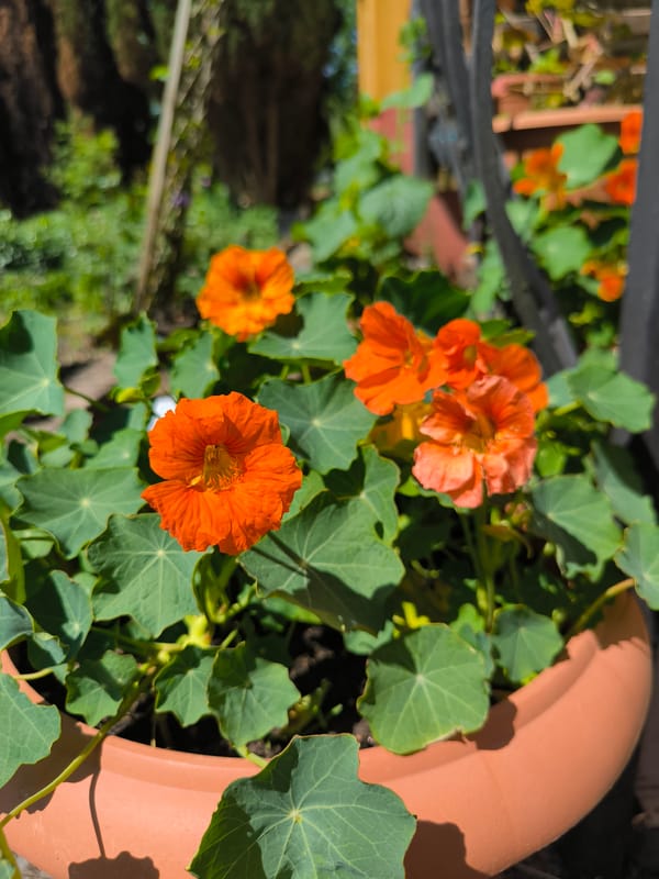Garden photography session documented in Laskino, Russia
