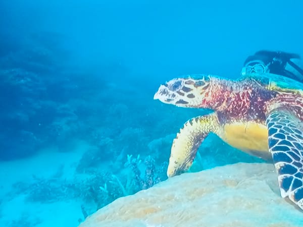 Diver captures sea turtle, poolside scenes in Juan Griego