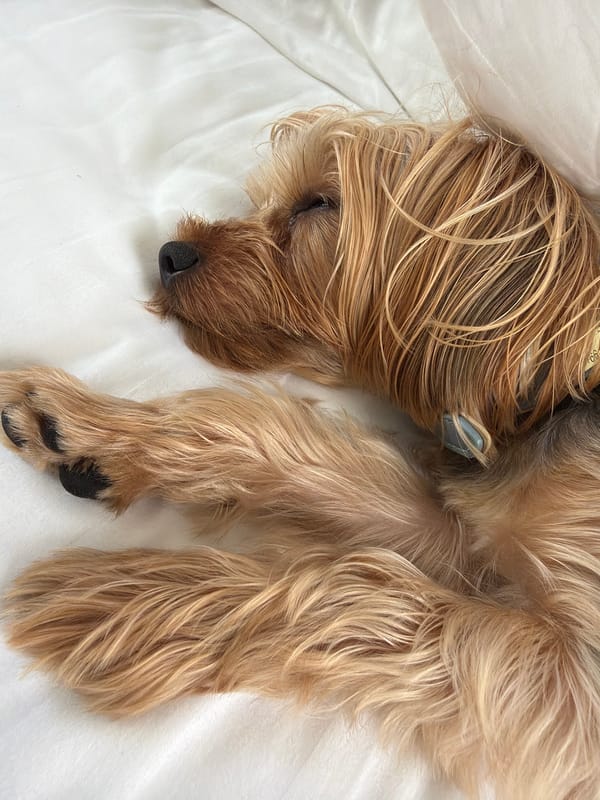 Yorkshire Terrier's lazy morning at a Thai home