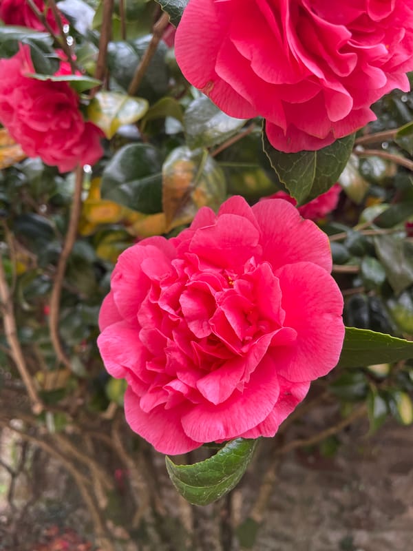 Pink camellias bloom in Le Moustoir, France