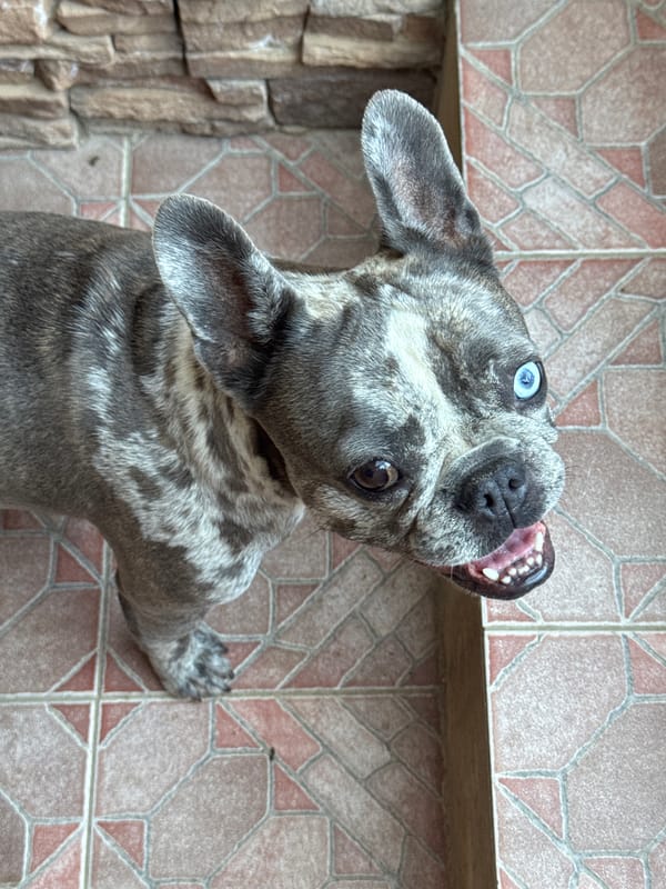French Bulldogs, ice cream, and a sunny Italian backyard afternoon