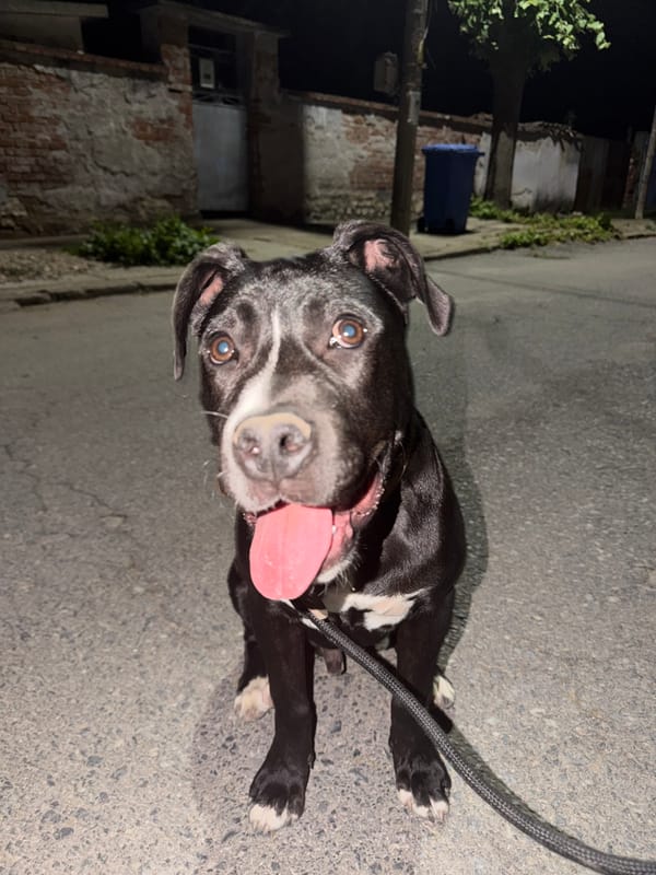 Dog spotted on street at night in Lyubimets, Bulgaria