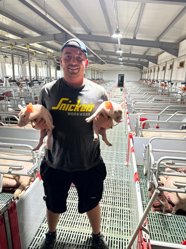 Pig farm in Samovodene shows livestock and active construction